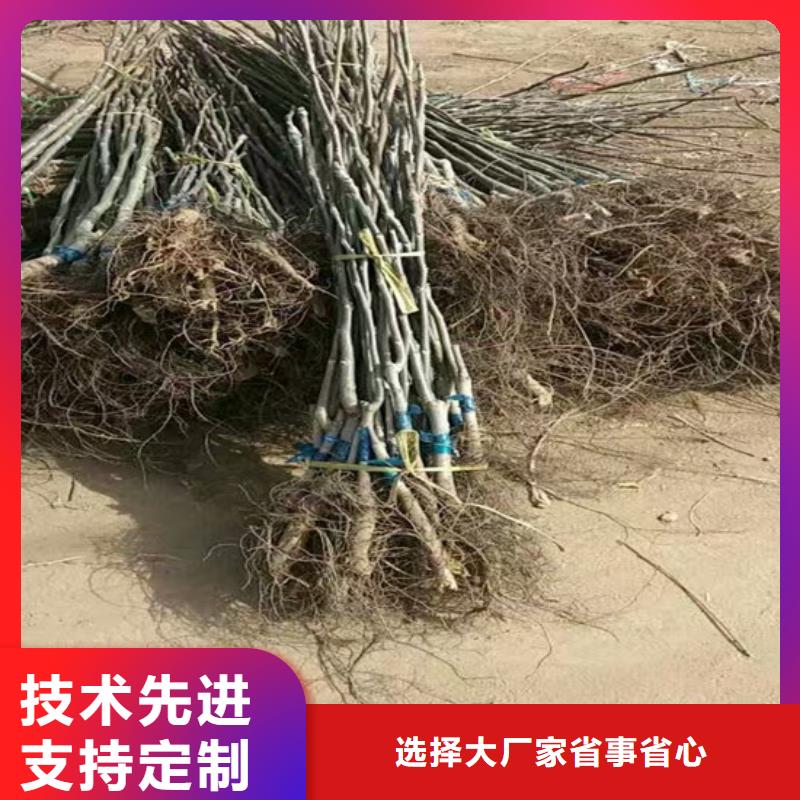 核桃苗蟠枣树苗打造好品质