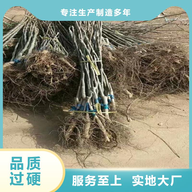 香玲核桃苗多少钱一棵