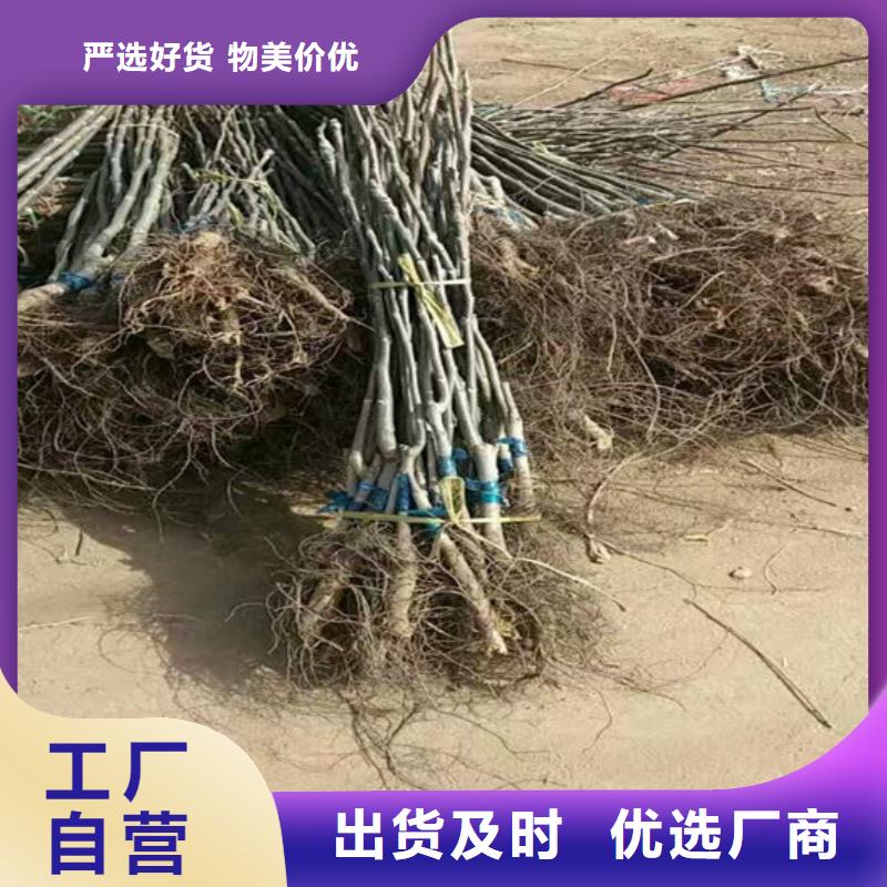 碧根果树苗价格多少