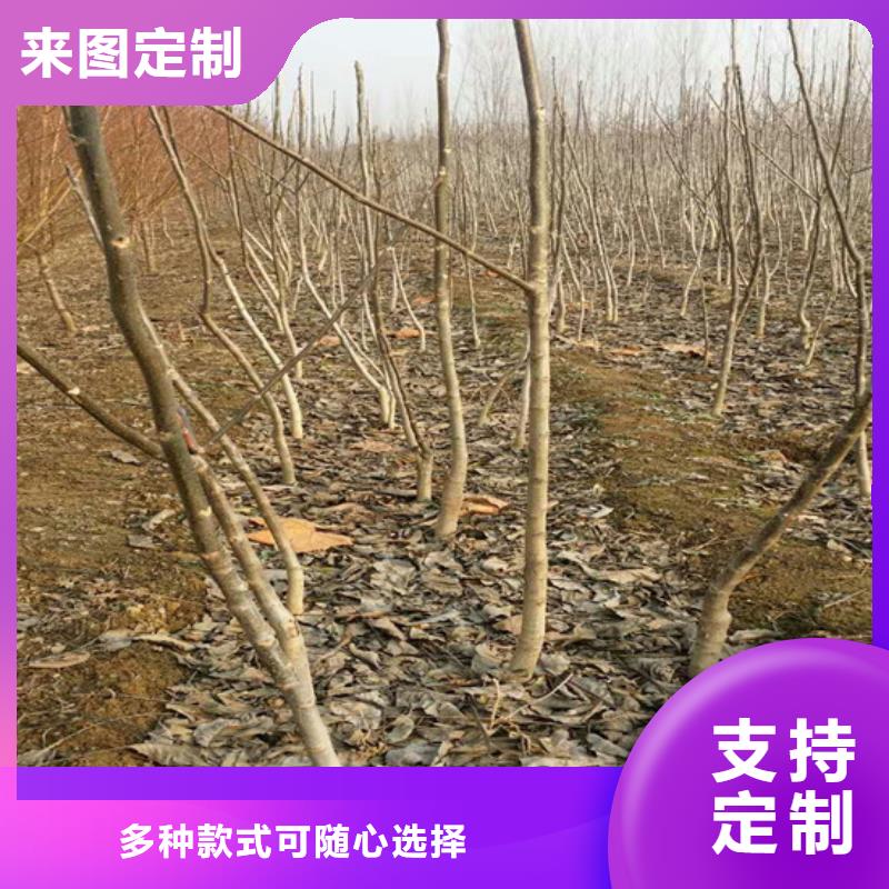 【核桃苗,大棚草莓苗品质优选】