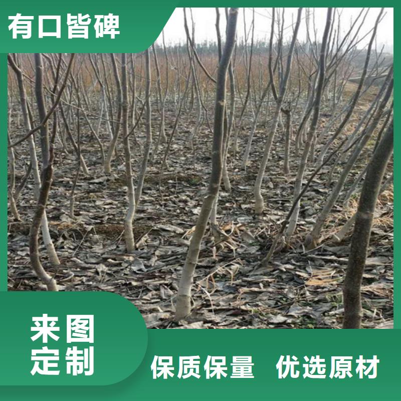 【核桃苗毛蟠桃树苗基地标准工艺】