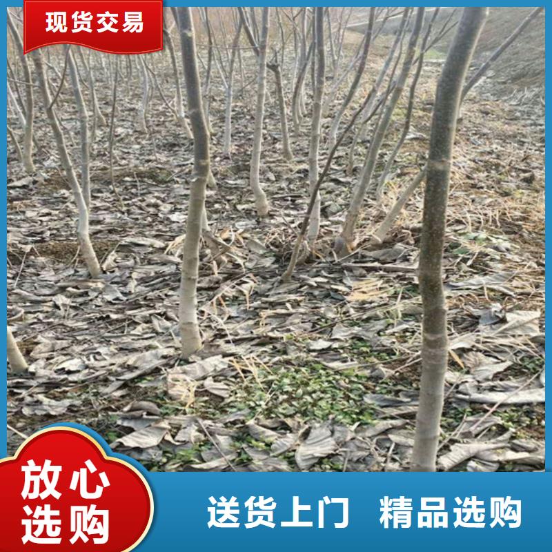 核桃苗草莓苗价格我们更专业