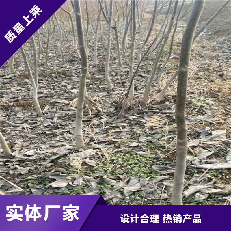 核桃苗_果樹苗批發基地合作共贏