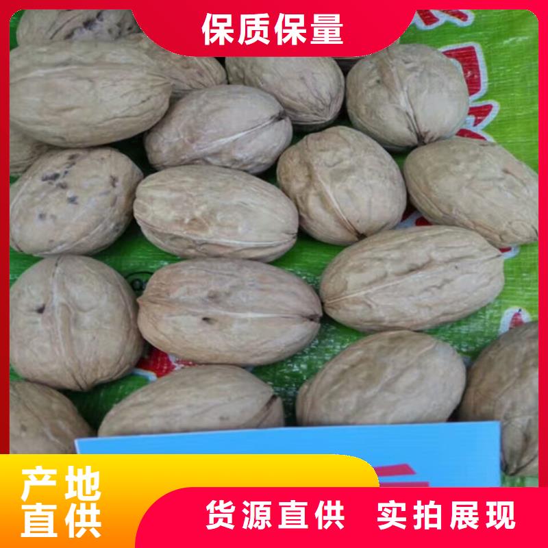 核桃苗黄金苹果树苗诚信厂家