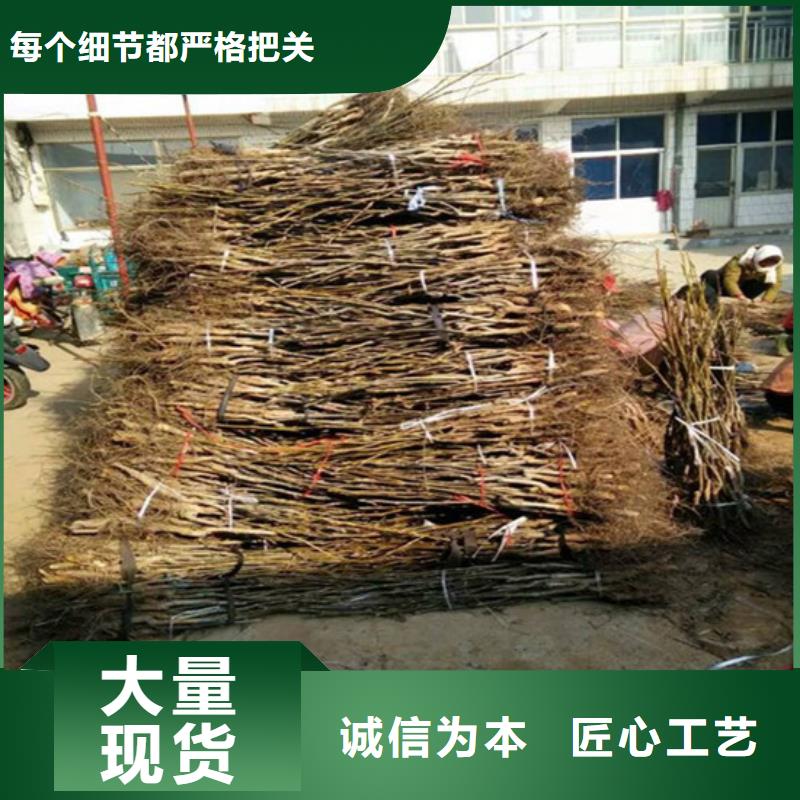 乳山|荣成|莱芜|滨州|聊城|日照【 核桃苗_油蟠桃树苗服务至上】厂家大量现货