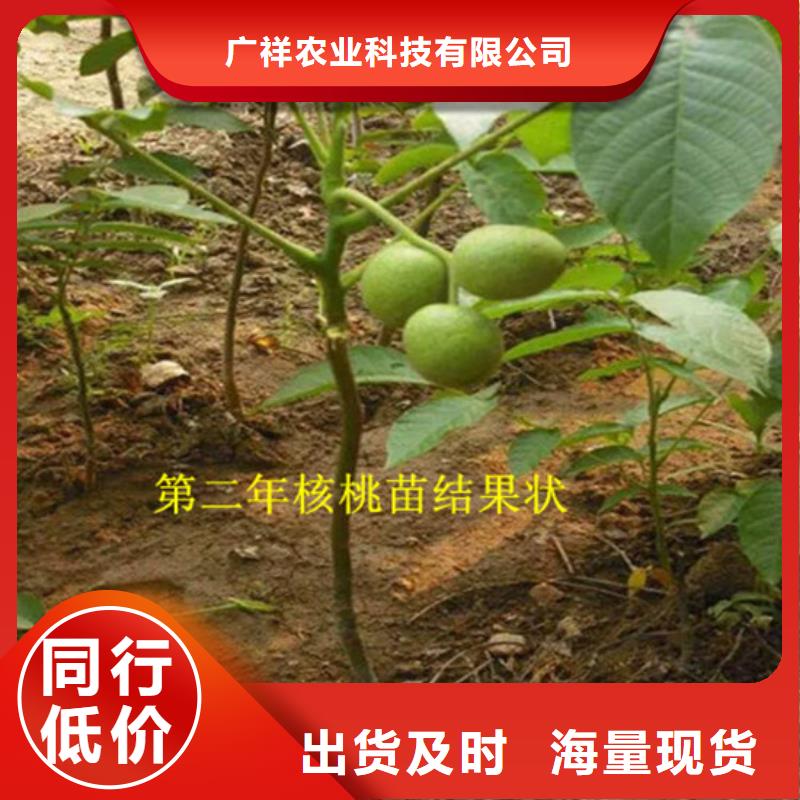 【核桃苗大棚草莓苗貨源穩定】