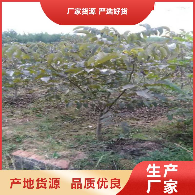 香玲核桃苗适应土地