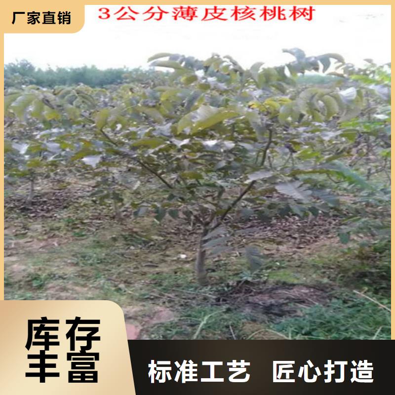 核桃苗蓝莓苗用心制造