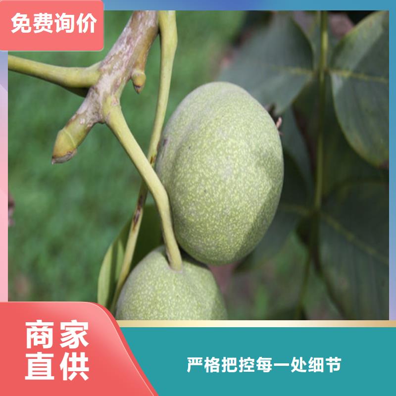 【核桃苗】吉塞拉6号砧木使用方法