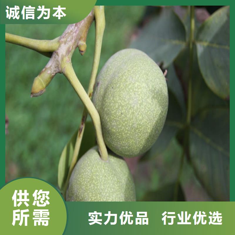 【核桃苗_果树苗批发基地保质保量】