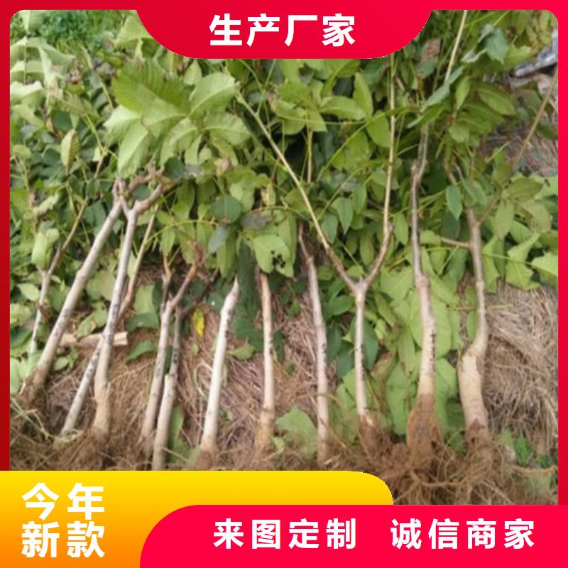 碧根果树苗种植品种选择