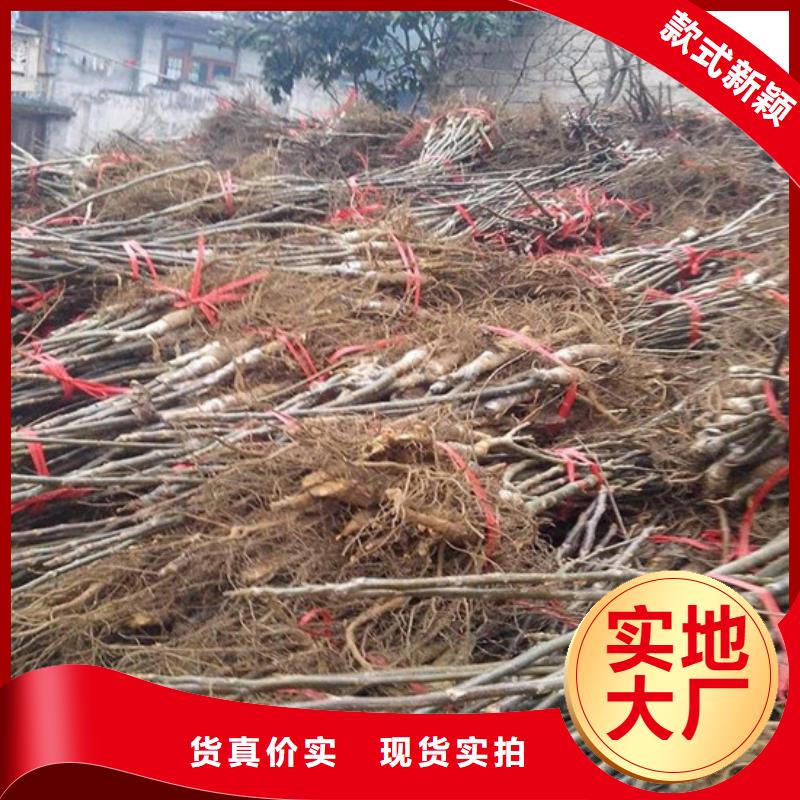 广祥【 核桃苗 梨树苗基地多行业适用】-企业旺旺