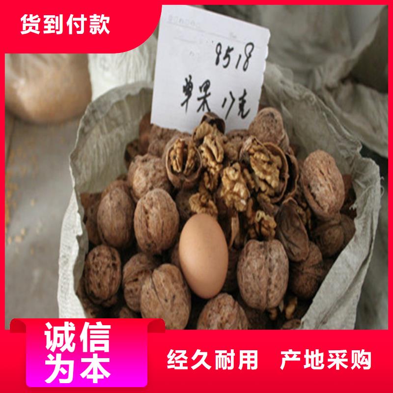 【核桃苗】大棚草莓苗用心做好每一件产品