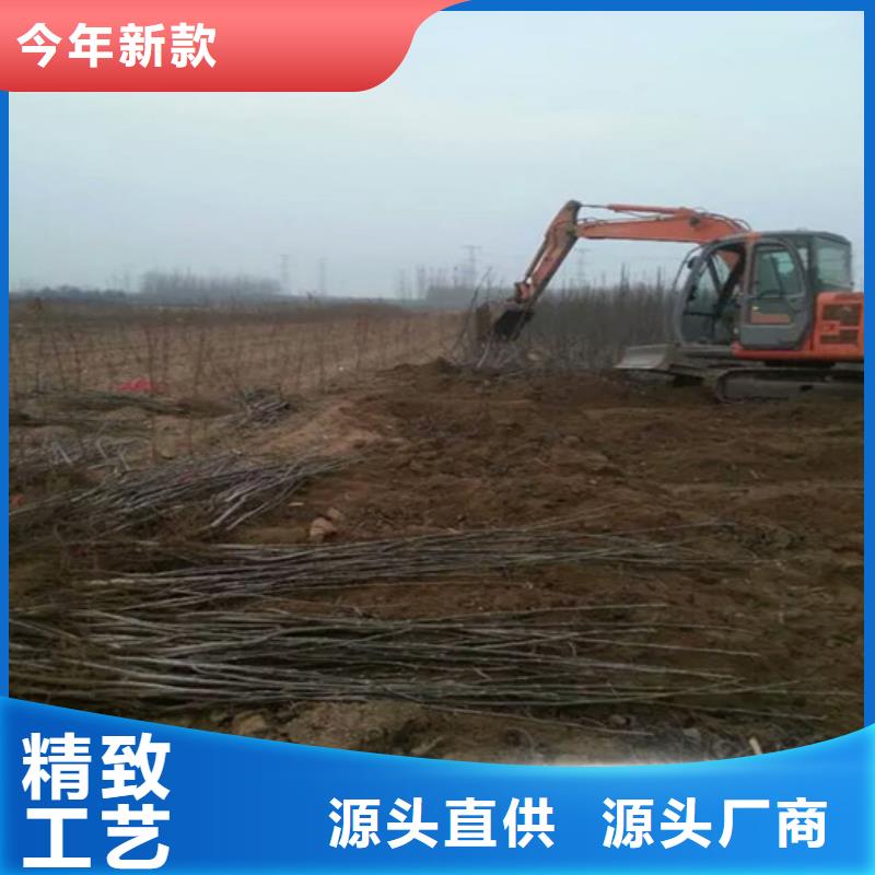核桃苗草莓海量货源