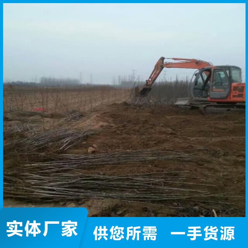 核桃苗【樱桃苗基地】产地批发