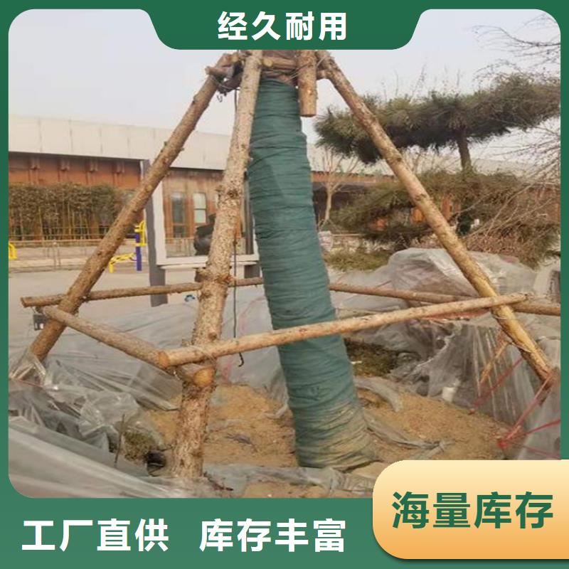 【裹树布】防水板好货直销_(当地)鼎诺土工材料有限公司