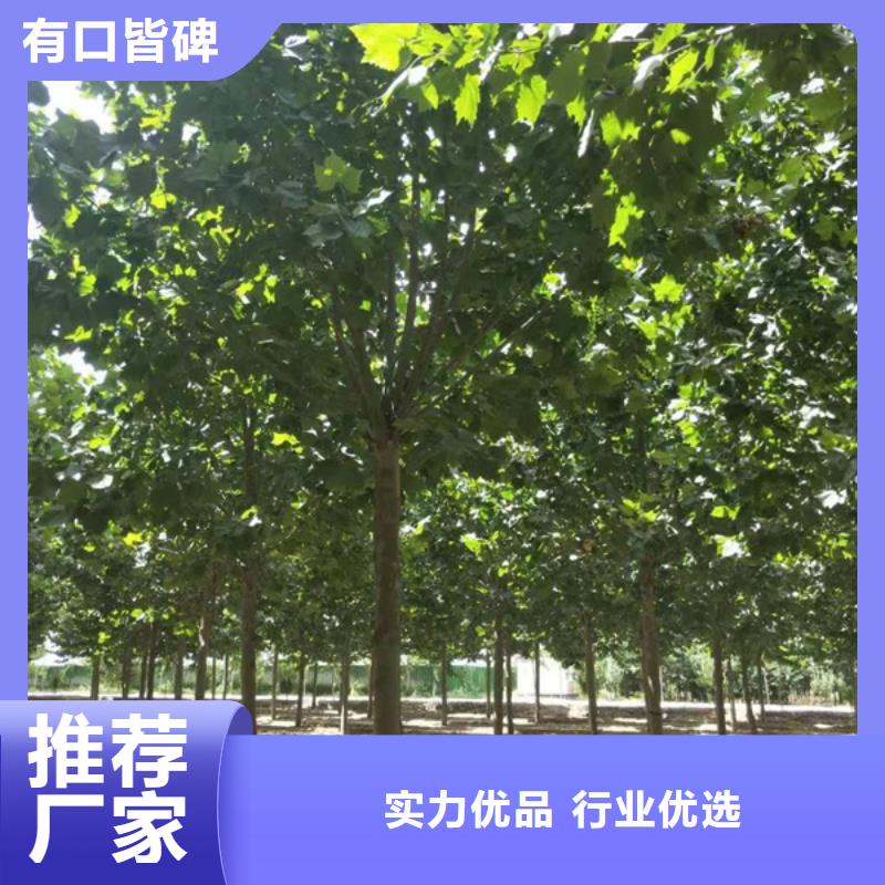 湖南生产造型法桐种植基地法桐