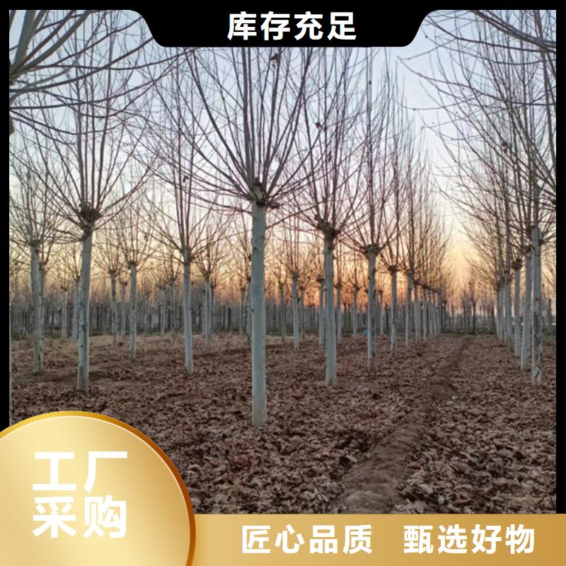 湖南生产造型法桐种植基地法桐