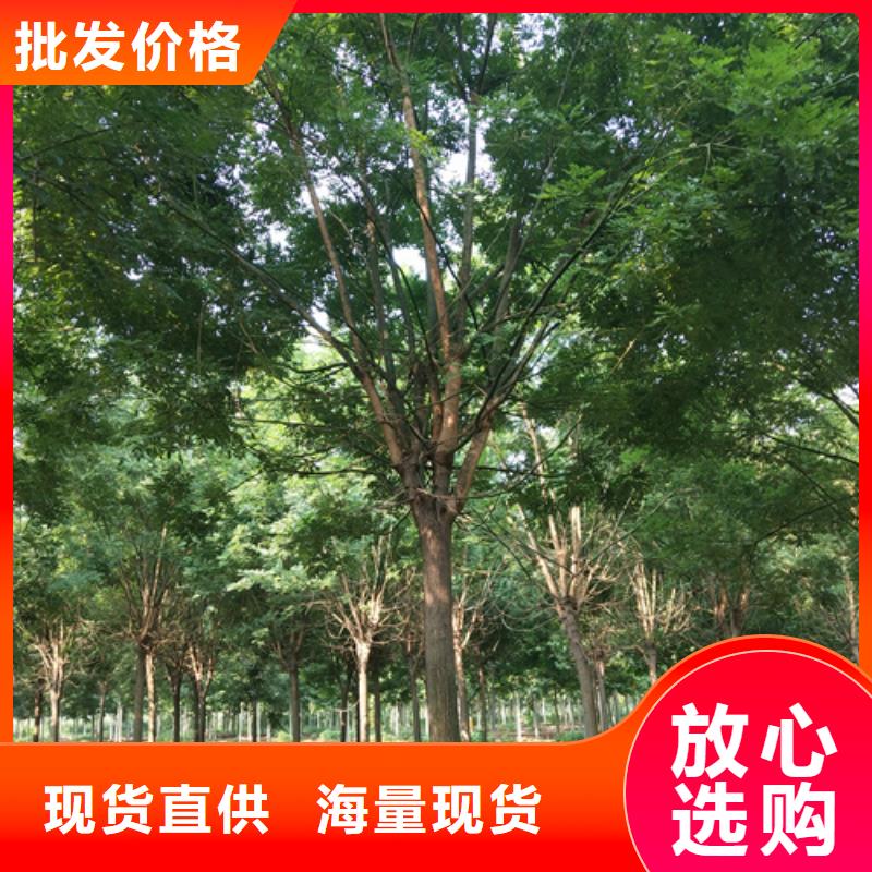 质优价廉的法桐供货商