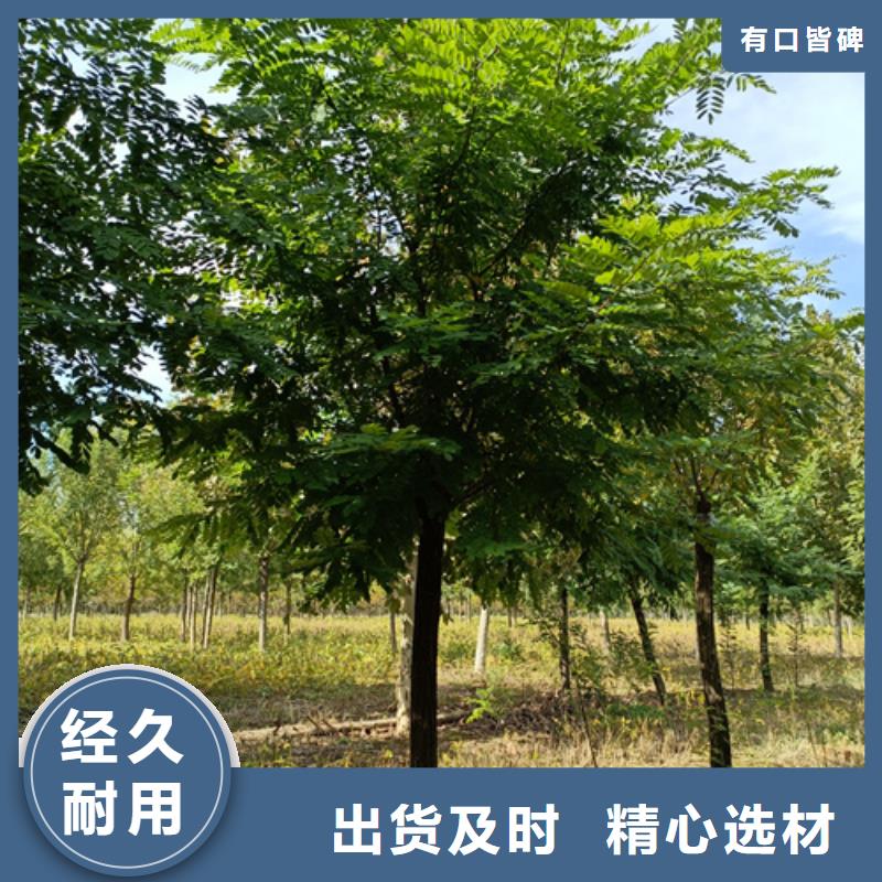 法桐种植基地苗木基地