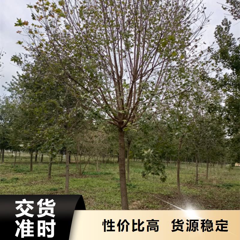 法桐白蜡一站式供应