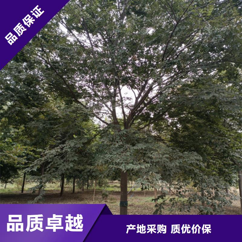 法桐小苗找翌昊苗木种植基地