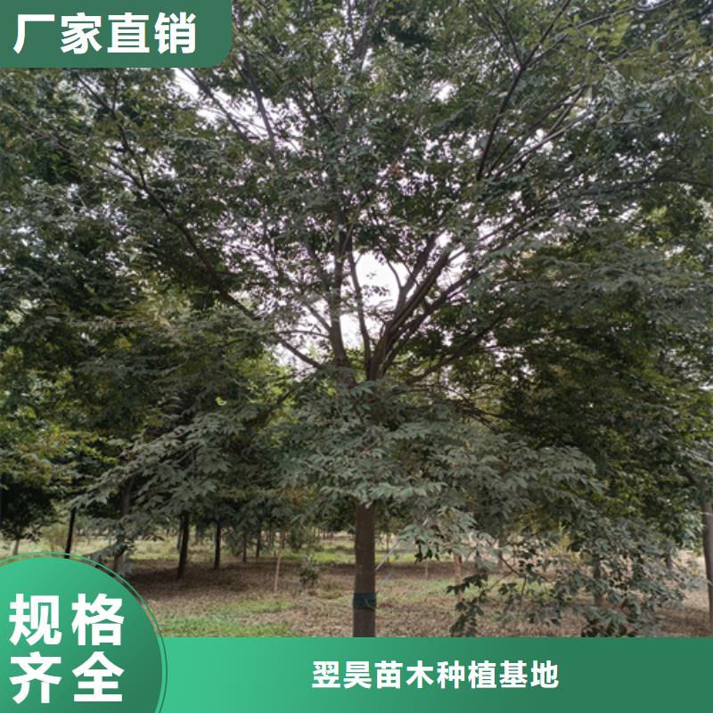 买法桐【无中间商】