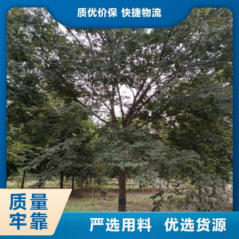 法桐行情品牌-报价_翌昊苗木种植基地