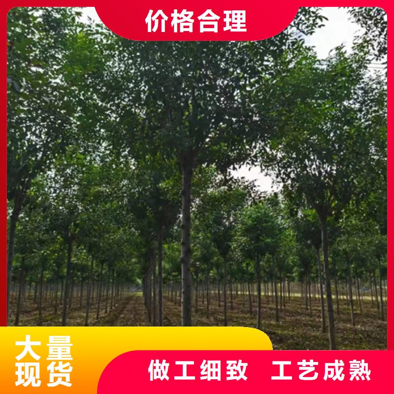 【法桐】,黃金槐廠家十分靠譜