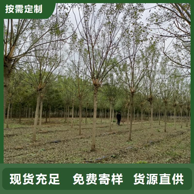 【法桐金叶复叶槭厂家技术完善】