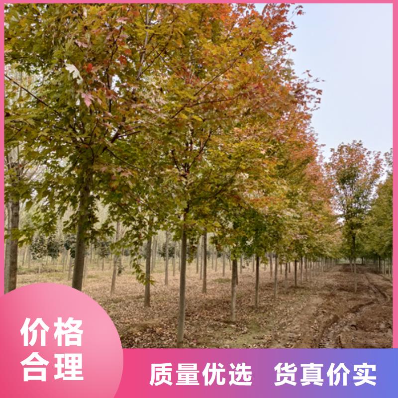 速生法桐种植基地绿化乔木