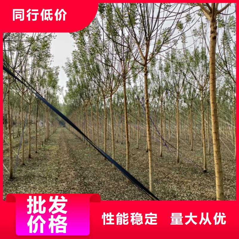批发法桐基地的基地