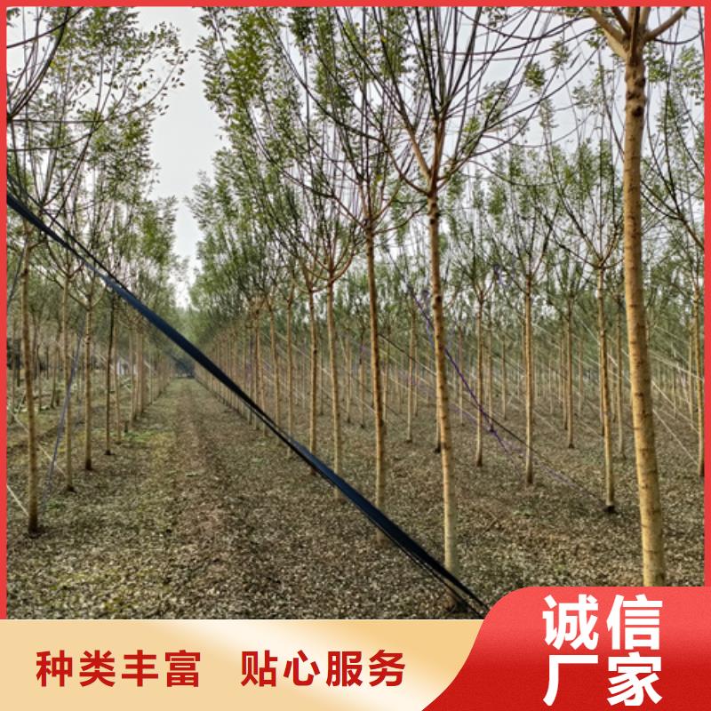 能做法桐的厂家