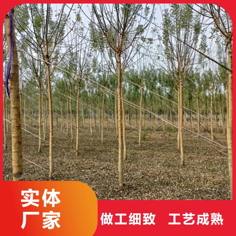 法桐国槐支持拿样