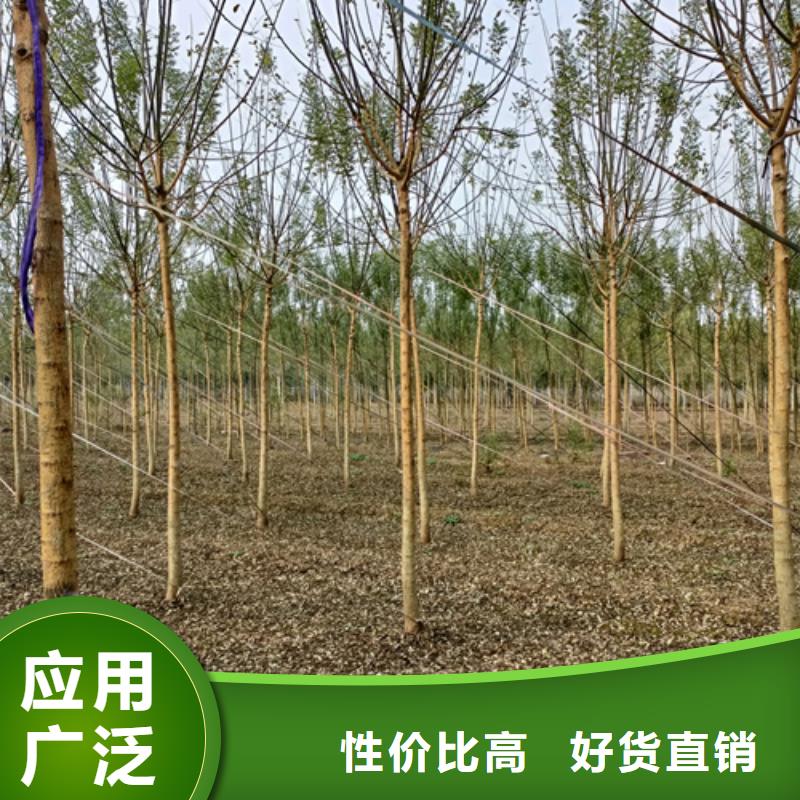 法桐秋紫白蜡精品优选