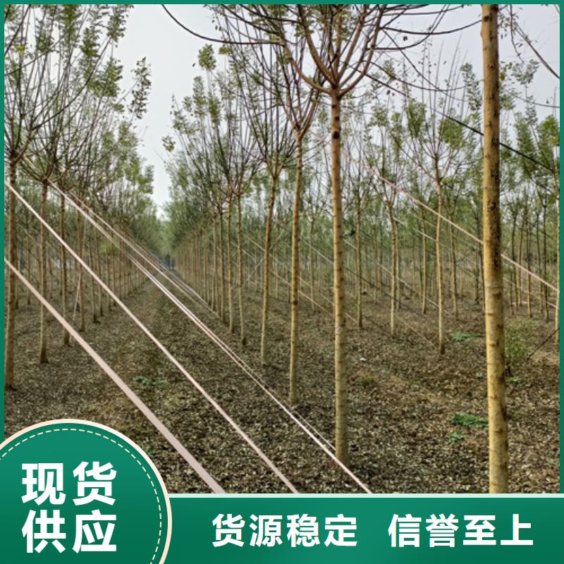造型法桐量大價優
