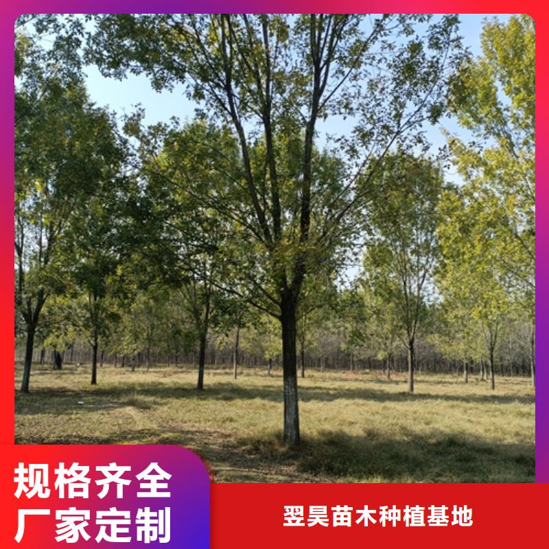 法桐小苗欢迎电询苗木基地