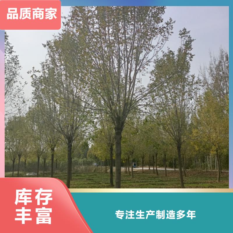 法桐小苗种植基地绿化苗木