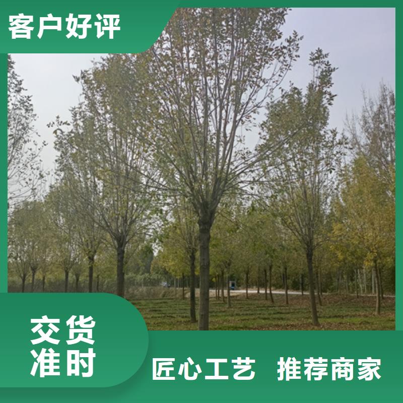 法桐小苗价格