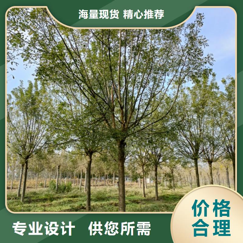 【 法桐 秋紫白蜡产地货源】翌昊白蜡