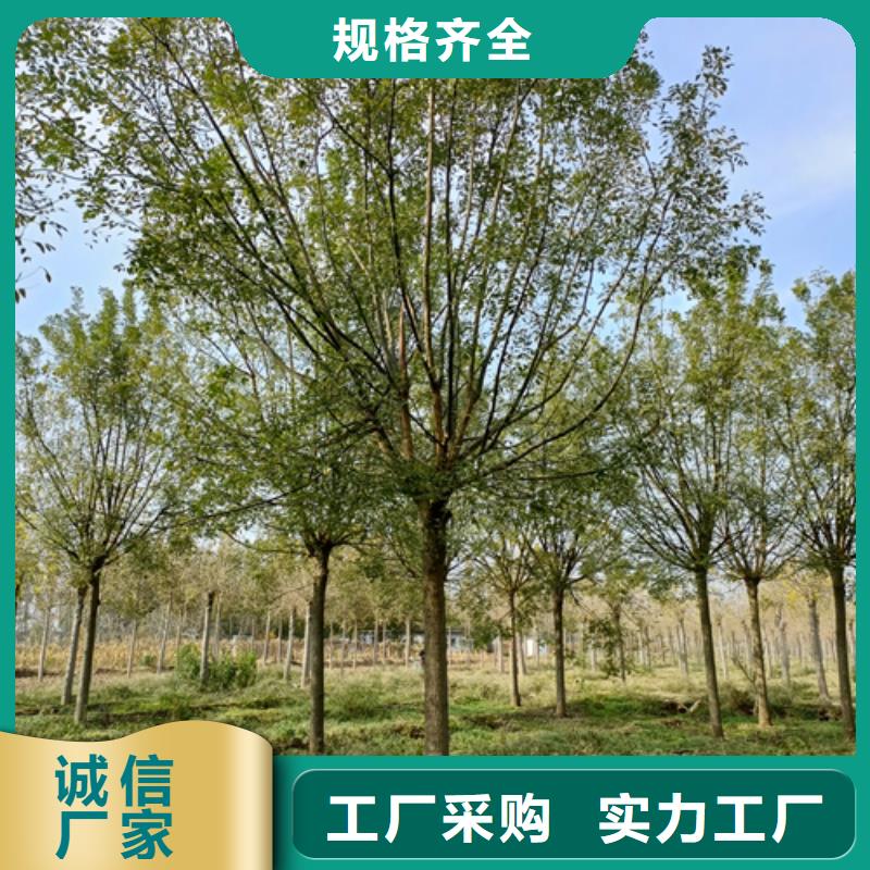 法桐_五角楓24小時下單發貨