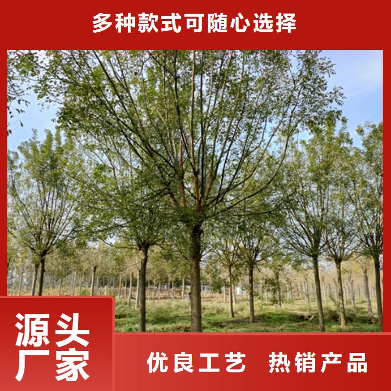 法桐择优推荐苗木基地