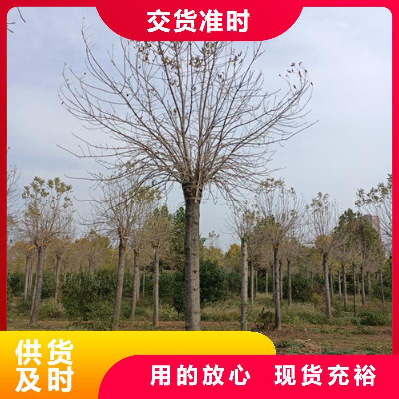 质量好的法桐厂家