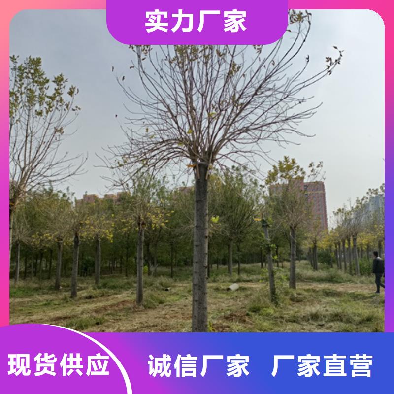 法桐原生冠法桐货源稳定