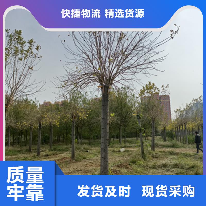 规格齐全的造型法桐基地