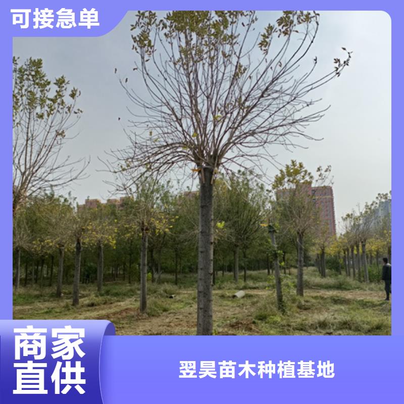 法桐小苗大型生产基地