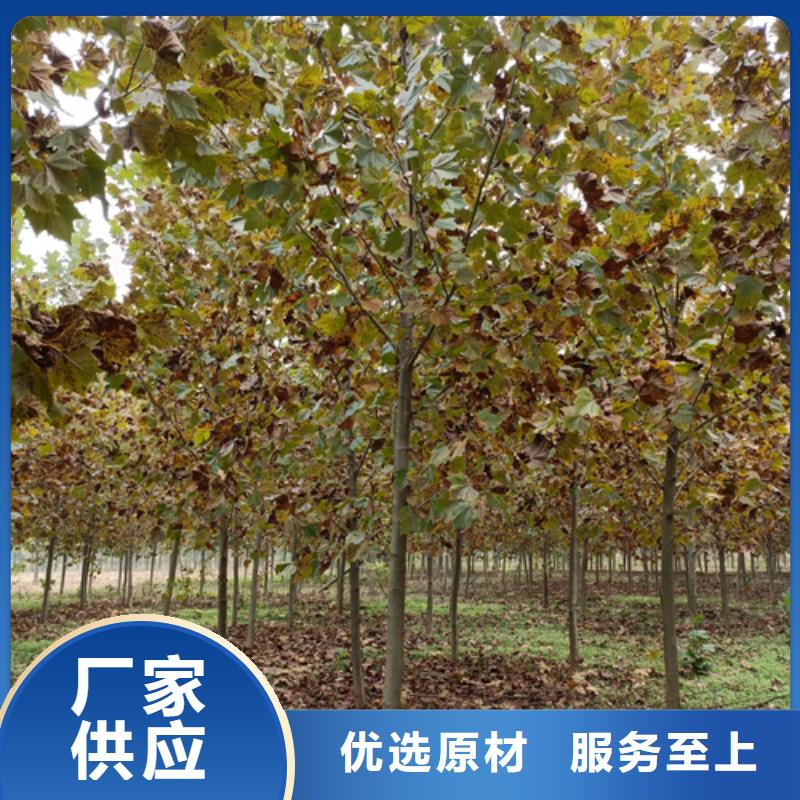 法桐原生冠法桐海量库存