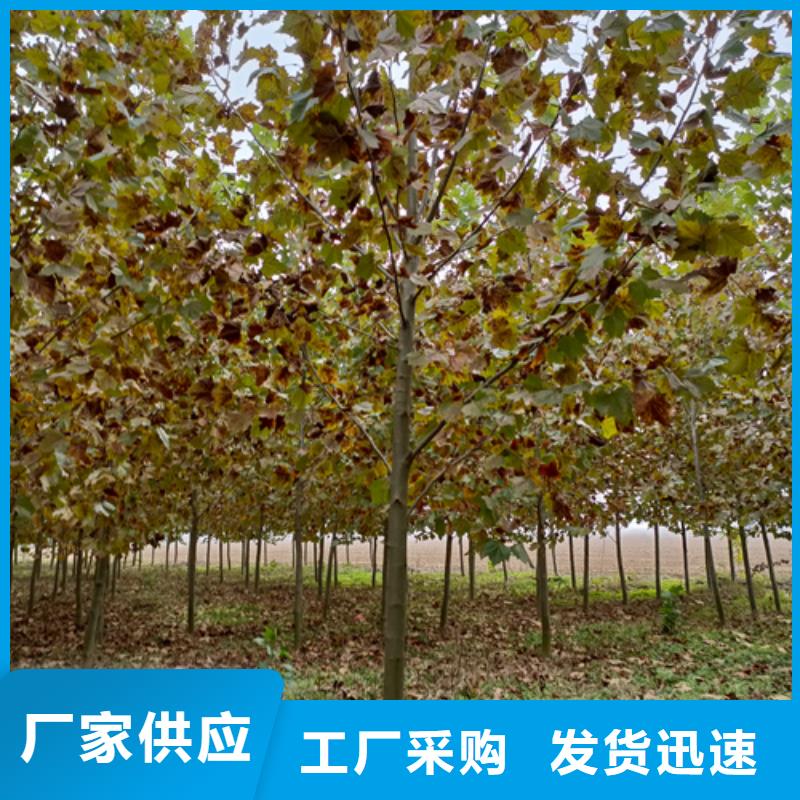 法桐_黃金槐專注品質(zhì)