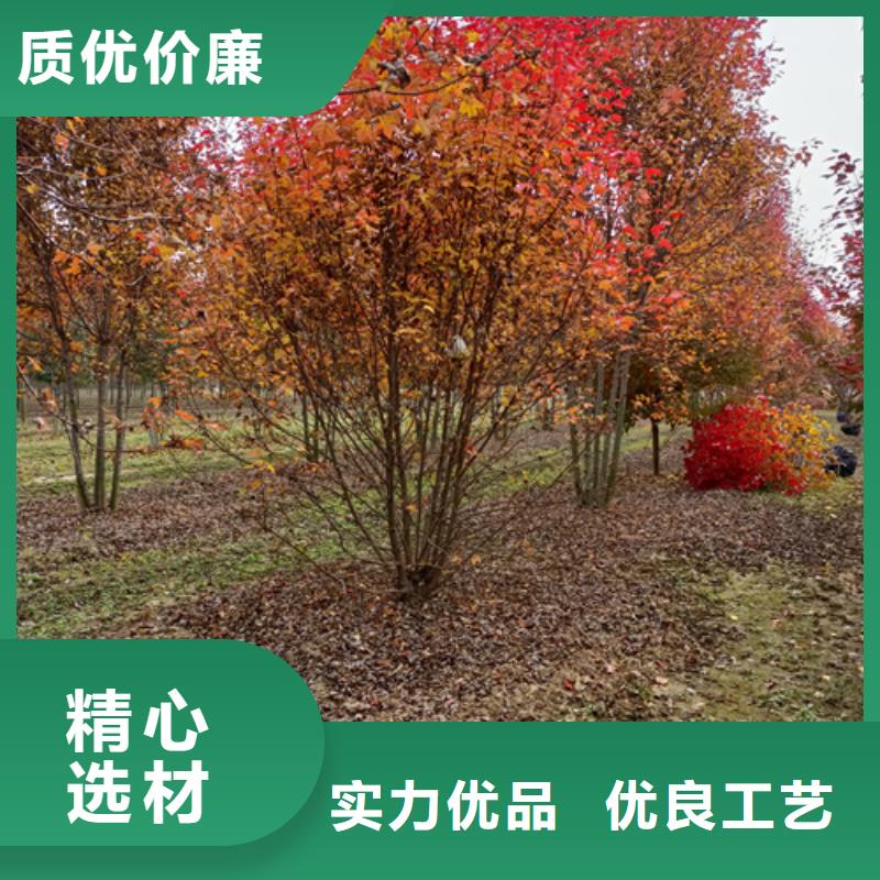 法桐小苗厂家服务热线