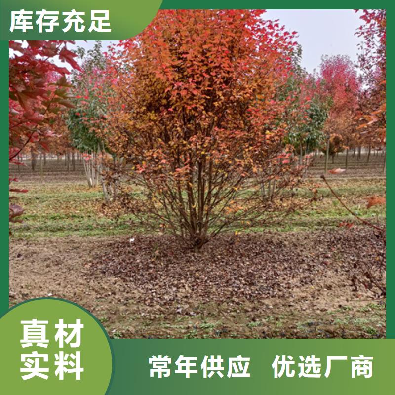 法桐口碑评价